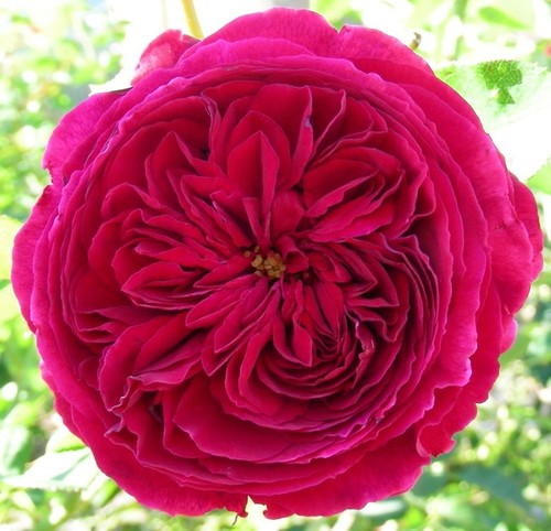 Hoa Hồng Darcey Bussell